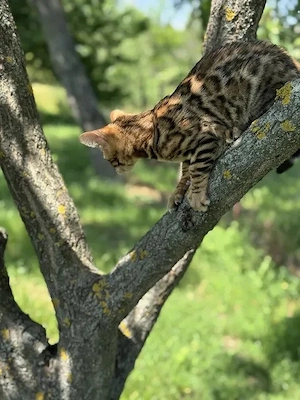 Bengal-Kätzchen suchen ihre neuen Familien