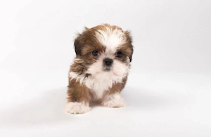 Shih Tzu Welpen   verschiedene Farben und Altersstufen
