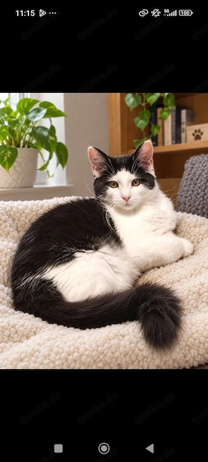Mainecoon Kater 