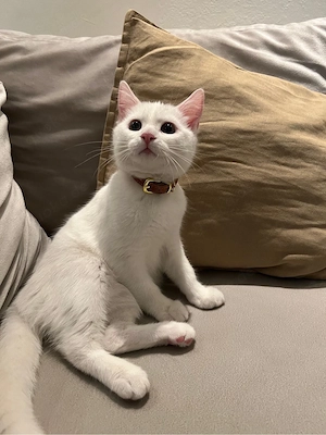 Deckkater:    Eleganter Gentleman mit Flauschfaktor sucht Katzendame