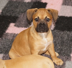 Erna - Alternativ Franz.Bulldoggen Hündin