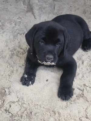 Labrador  Aussiedor aus erfahrener Zucht  Bild 2