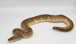 1.0 Pinstripe Clown het DG
