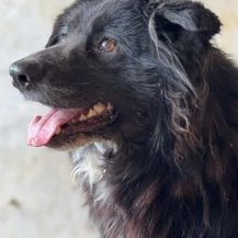 Dario ca. 50 cm   der Entspannte