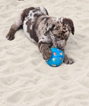 Labrador  Aussiedor aus erfahrener Zucht  Bild 7