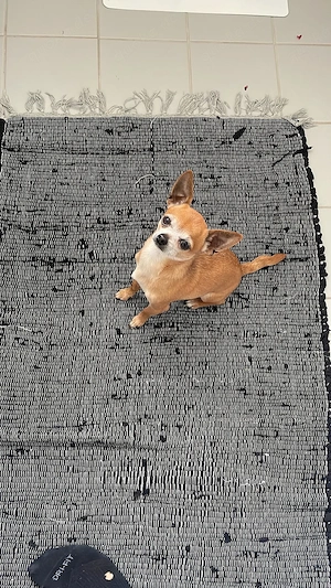 Chihuahua mini Deckrüde!!