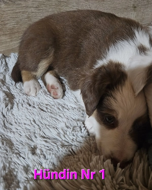 Von unseren 7 Aussiezwergen suchen noch 3 Zwerge ein neues zuhause !