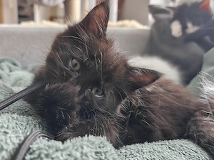 Katzenbabys abzugeben 