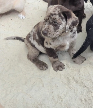 Labrador  Aussiedor aus erfahrener Zucht 