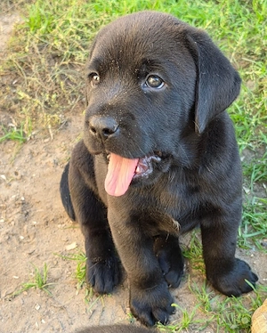 Labrador  Aussiedor aus erfahrener Zucht  Bild 8