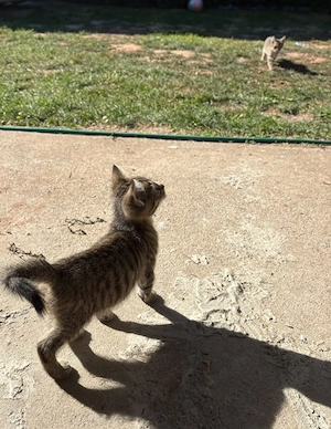 Süße Katzenbabys suchen ein liebevolles Zuhause