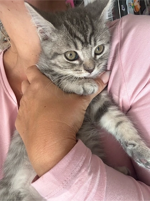 Katzen baby !Bezauberndes BKH-Mix Mädchen ab sofort in liebevolle Hände abzugeben
