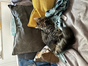 Maine coon bkh mix 5 Monate 
