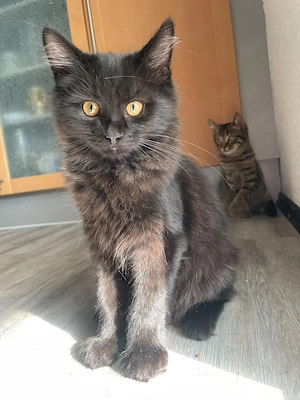 Wundervolle Norweger-Sibirische Mix Kater (5 Monate) suchen ein Zuhause