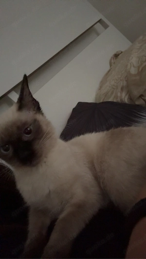 Babykatze zu verkaufen (Siam)