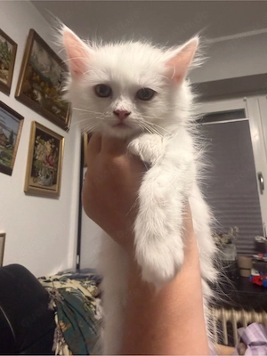 maine Coon Siam mix kitten 
