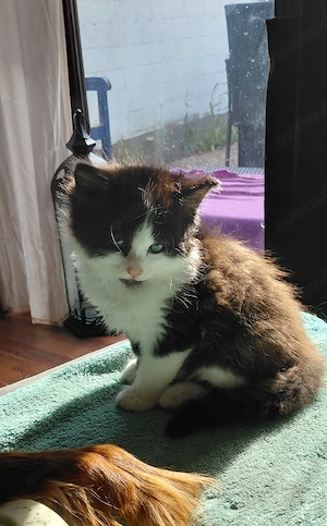 Halbperser Katzenbaby