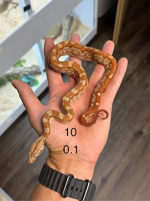 Boa constrictor verschiedene Farbmorph 
