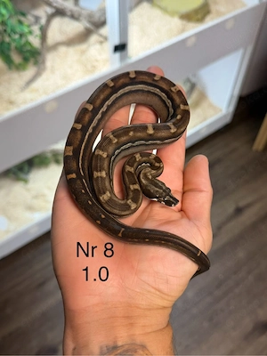 Boa constrictor verschiedene Farbmorph 
