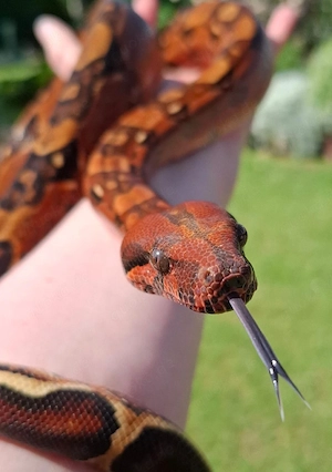 1.0 Blood Boa constrictor imperator Männchen abzugeben!