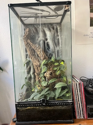 Terrarium mit männlichem Kronengecko abzugeben