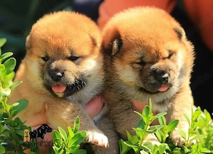 Shiba-Inu-Welpen suchen ihre neuen Familien