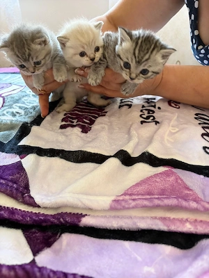 bkh kitten britische kurz Haare.
