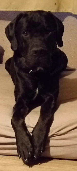 Dringend- verantwortungsvolles Zuhause für Labrador-Mischling gesucht