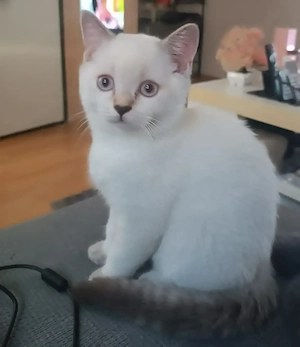 Eine Britisch Kurzhaar Colorpoint-Katze