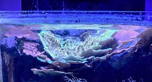 Montipora groß ca. 40x20cm Steinkoralle