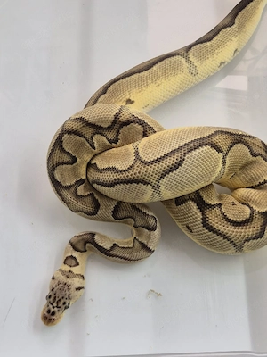 Python Regius, Königspython  Bild 2