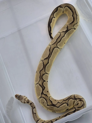 Python Regius, Königspython  Bild 3