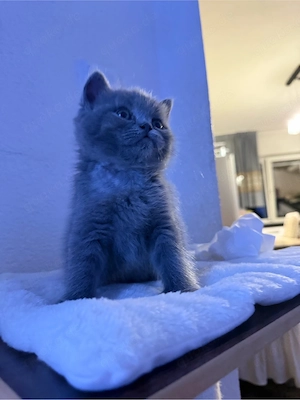 Britisch kurzhaar kitten 