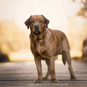 FCI Labrador Deckrüde foxred 