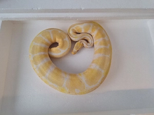 python regius 0.1 nz20 albino