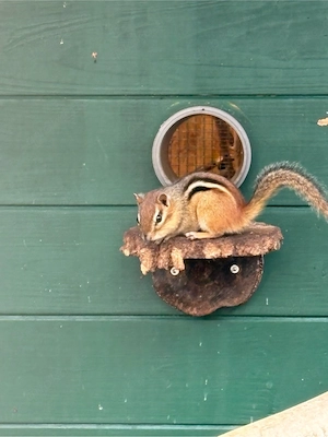 Streifenhörnchen amricanische Backenhörnchen