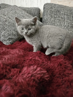 Süßen BKH Kitten 
