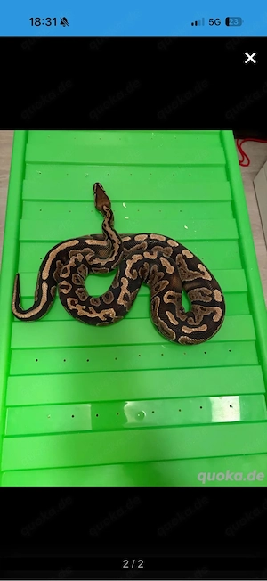 8-jährige Königspython (Python regius) sucht neues Zuhause   Herkunftsnachweis vorhanden