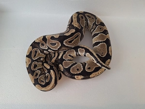 Python Regius 1.0 nz 22, het clown, het lavender