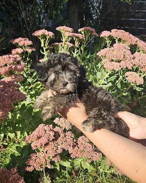 ** Mini Yorkiepoo Welpen ** 2-3 kg Toypudel x Merle Biewer Yorkshire Terrier wie Maltipoo