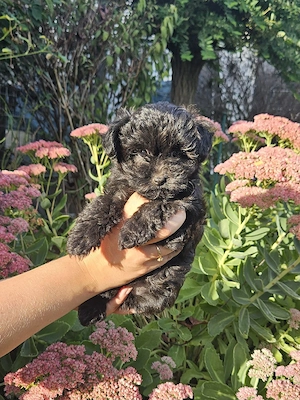 ** Mini Yorkiepoo Welpen ** 2-3 kg Toypudel x Merle Biewer Yorkshire Terrier wie Maltipoo
