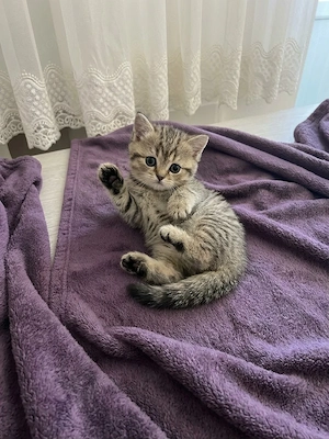 BKH Kittens kleine Gold