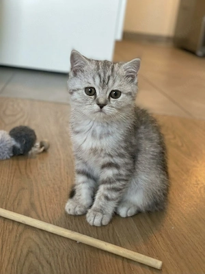BKH Kittens kleine Gold