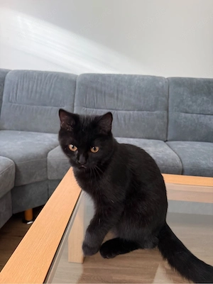Schweren Herzens möchte ich diesen wunderschönen schwarzen Kater in liebevolle Hände abgeben.     