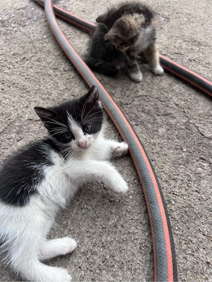 Babykatzen