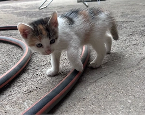 Babykatzen
