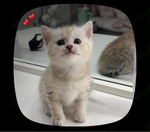 Süße Britisch Kurzhaar (BKH) Katze   liebevoll & verspielt     
