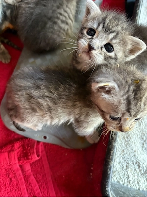 BkH Mix Kitten