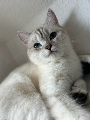 bkh und sphynx zu verkaufen 