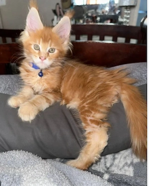 Zwei niedliche Maine-Coon-Kätzchen